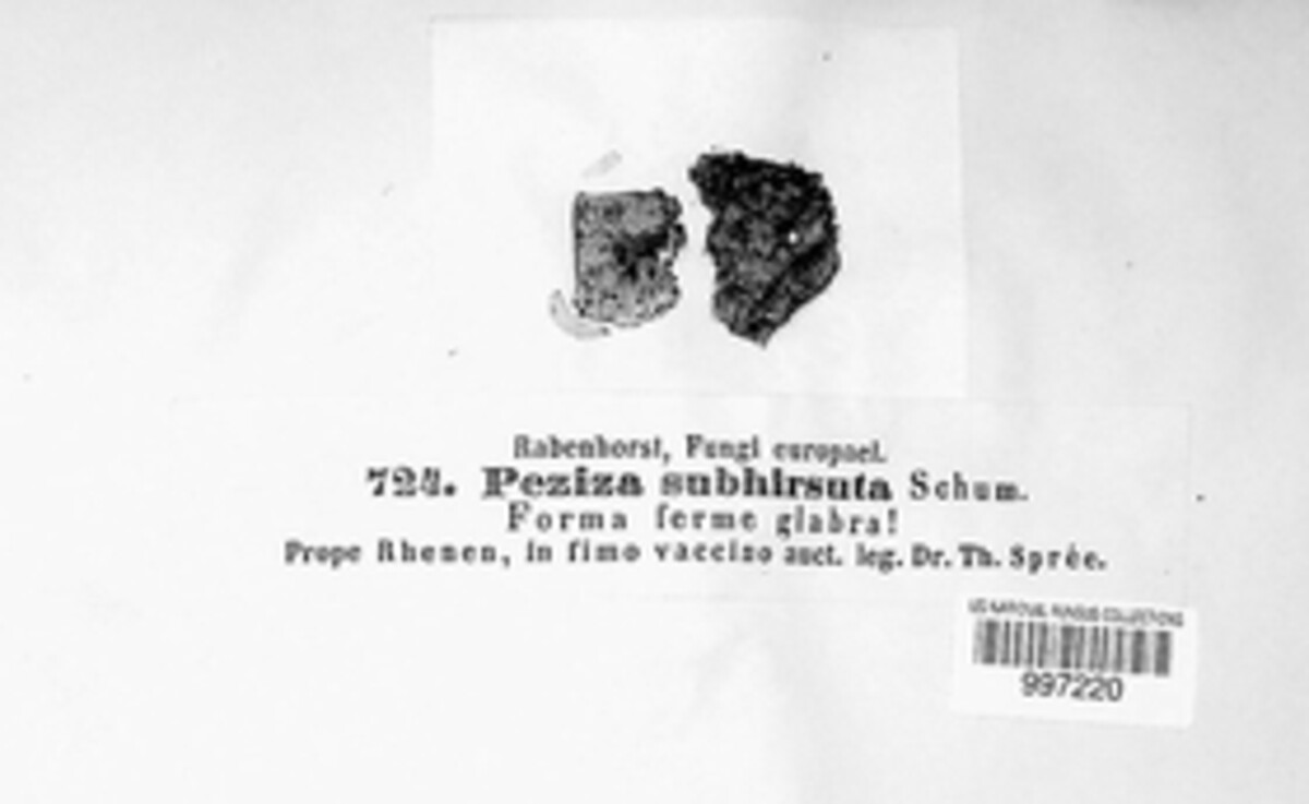 Cheilymenia image